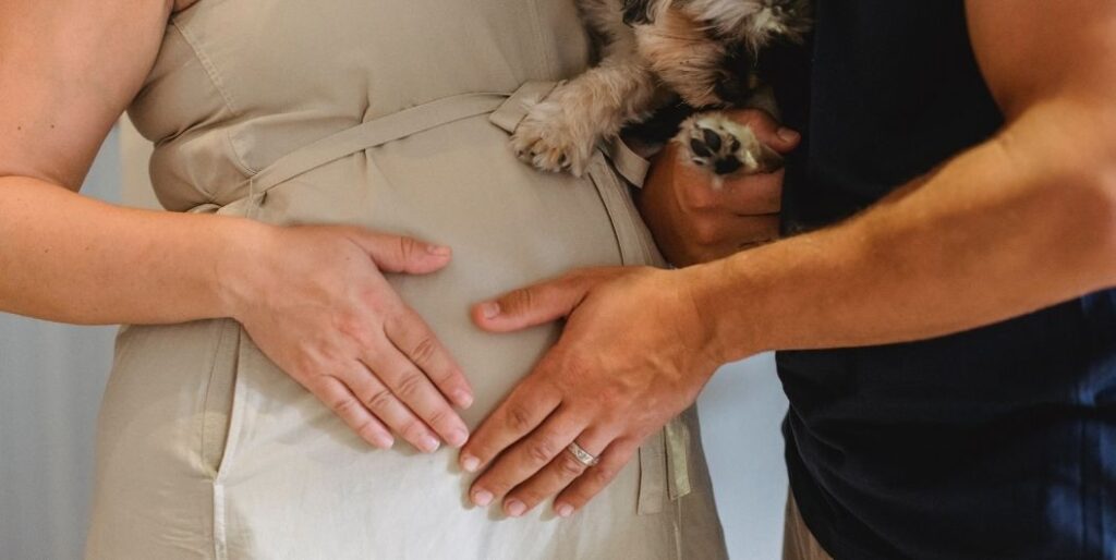 hands and paw on pregnant belly